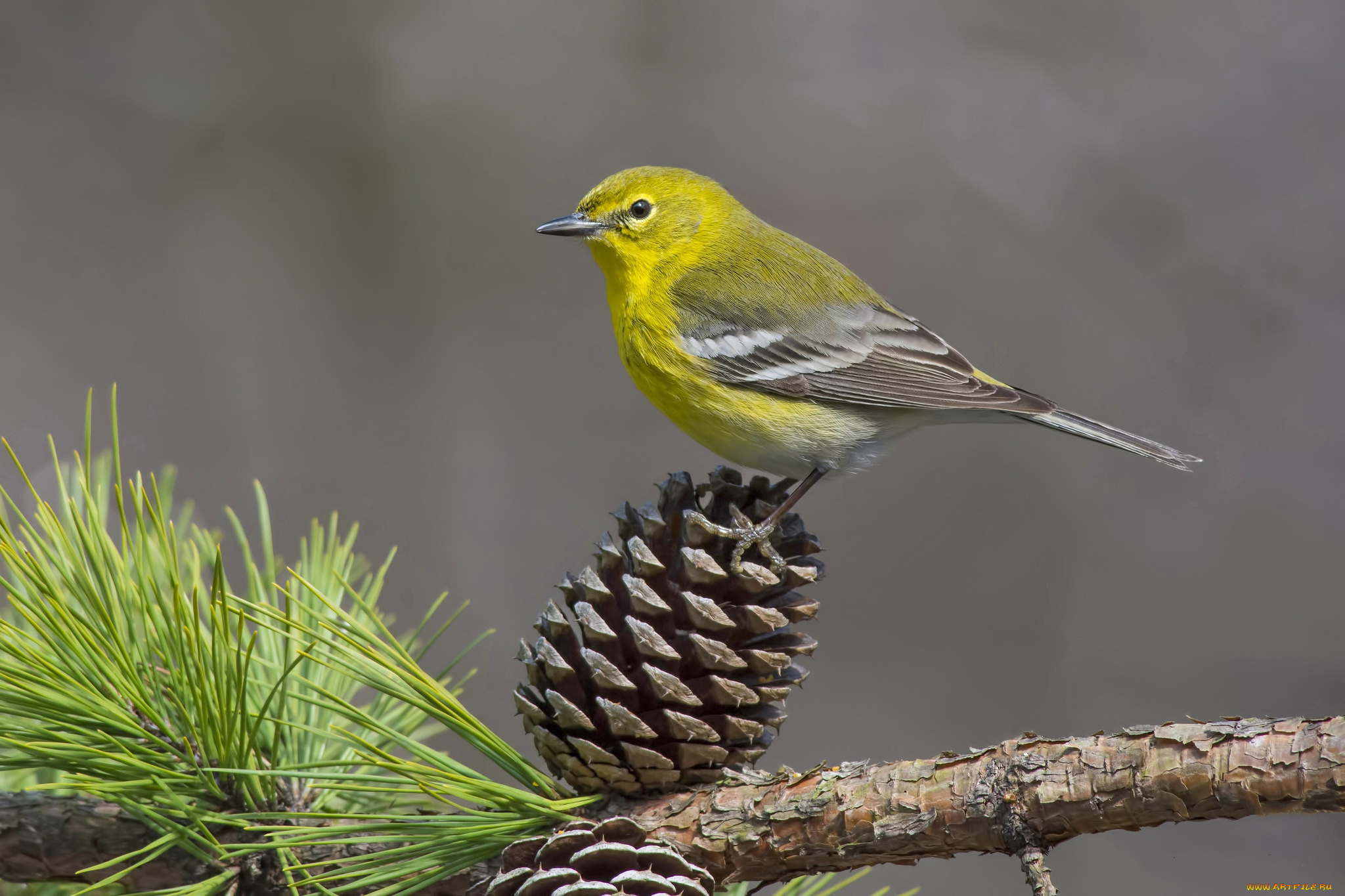 животные, птицы, птичка