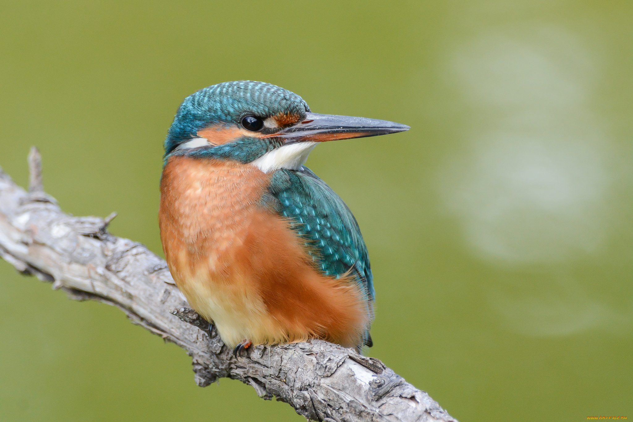 животные, зимородки, птичка