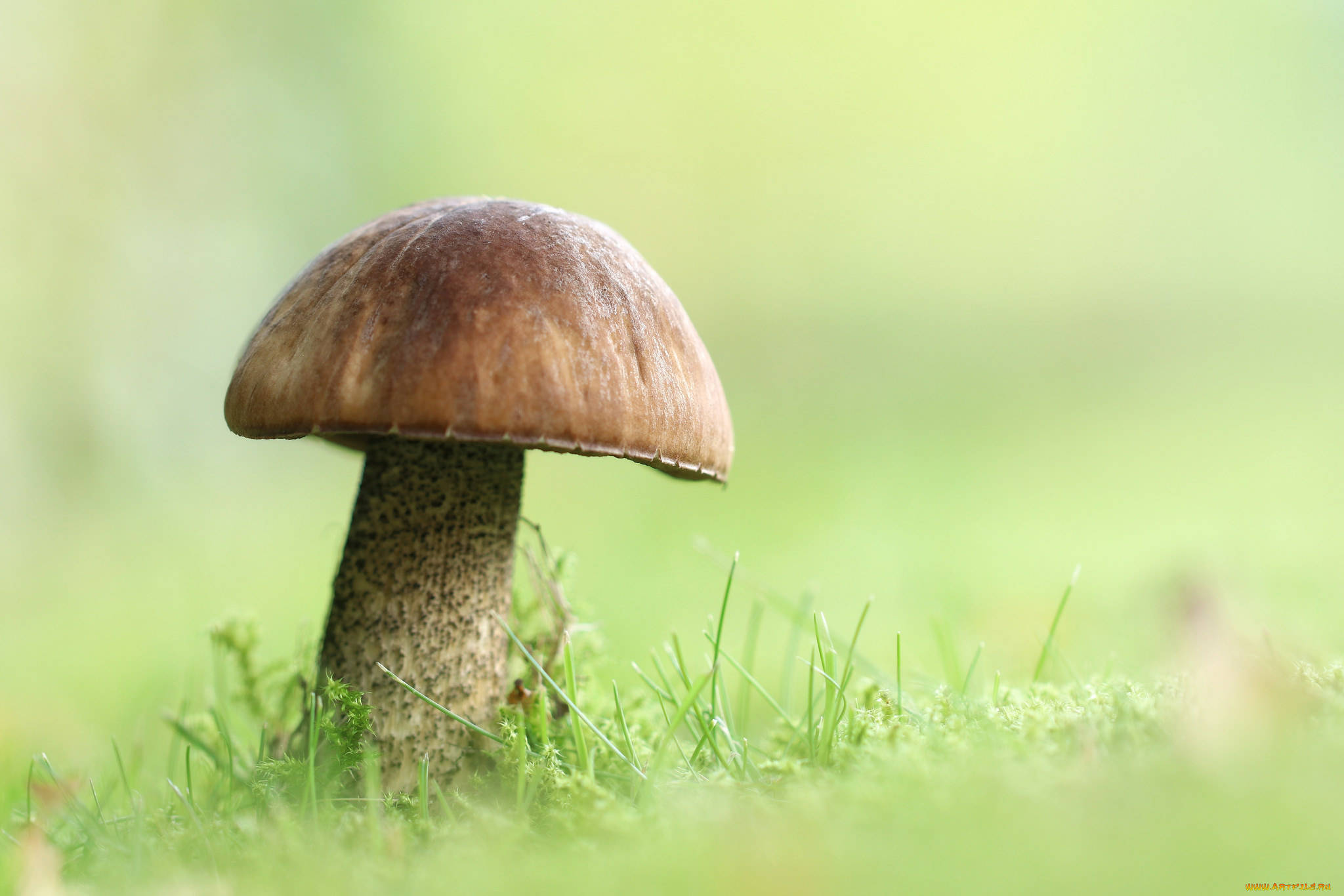 природа, грибы, грибок