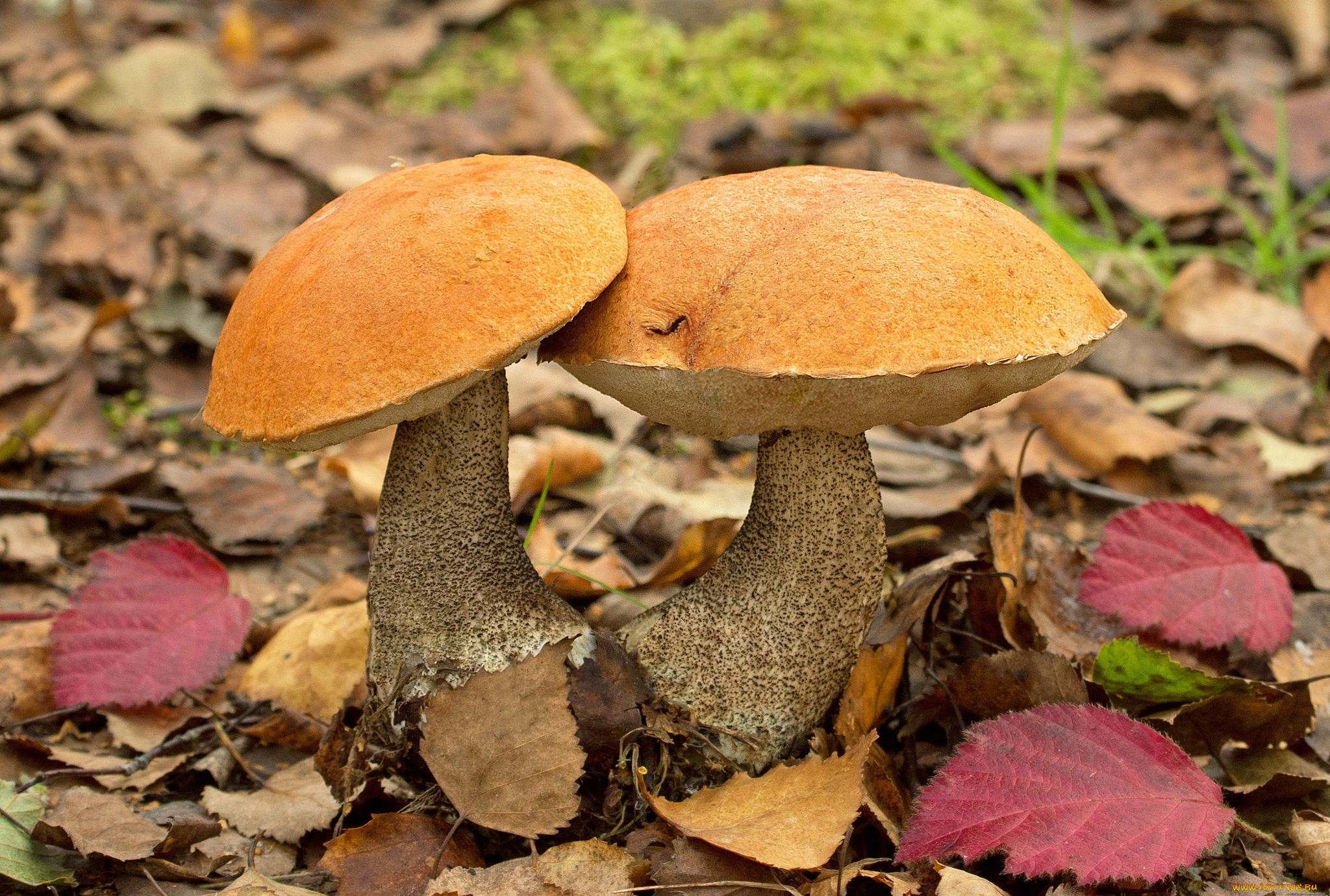 природа, грибы, грибок