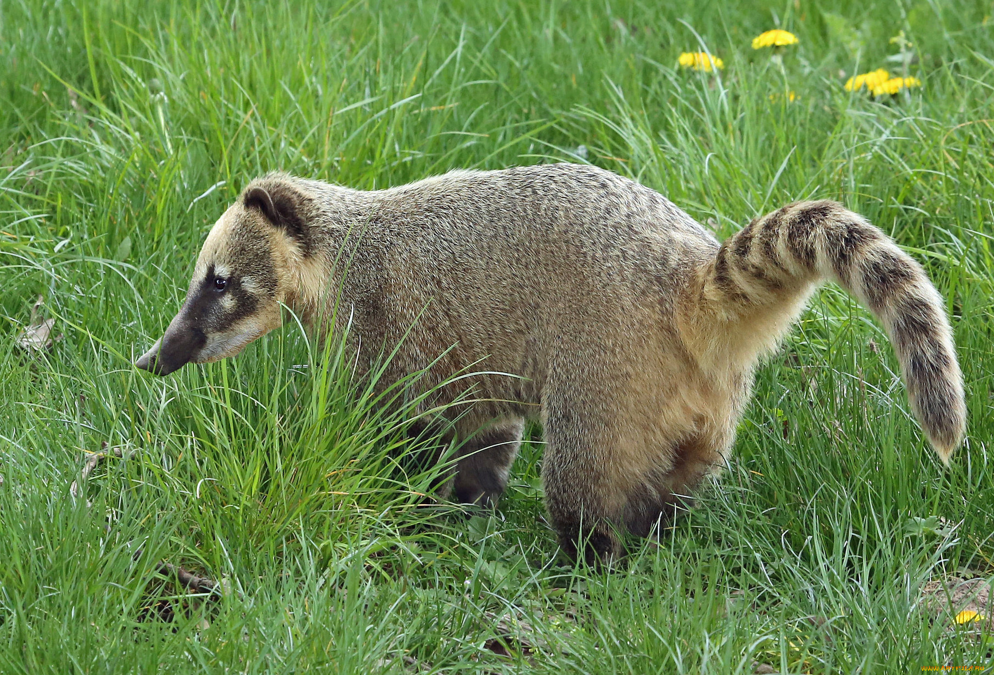 животные, -, другое, носуха