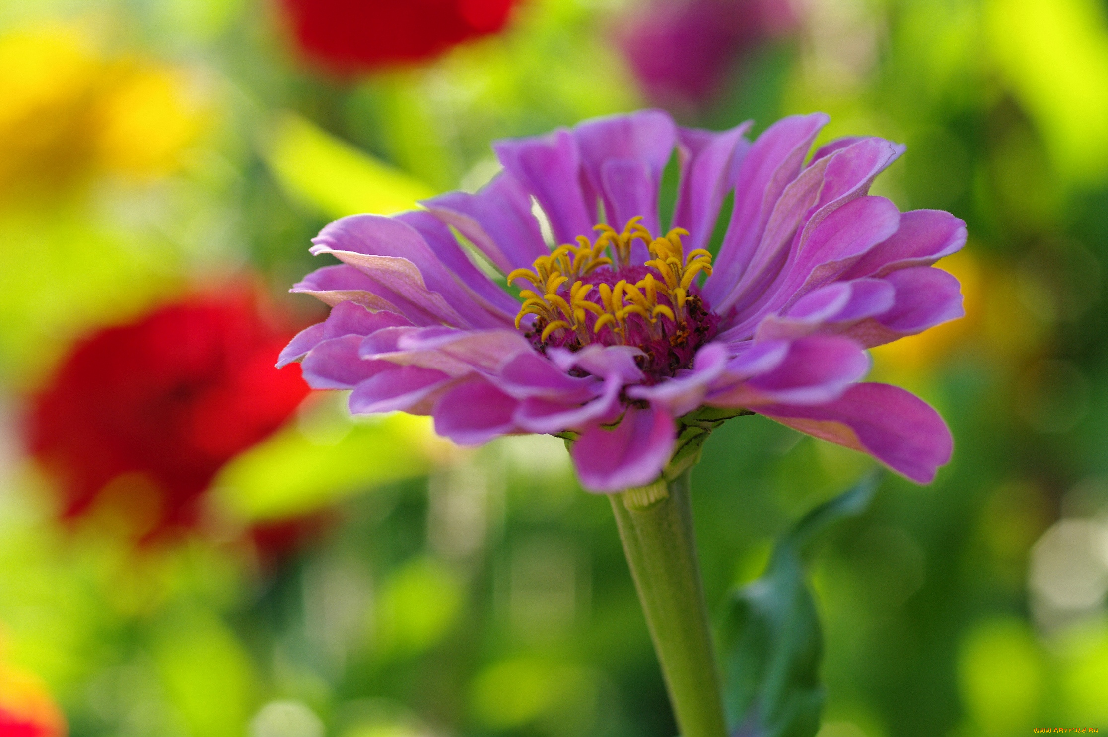 цветы, цинния, цинии, флора, позитив, однолетники, лето, красота, дача, август, розовый, цвет, растения, природа