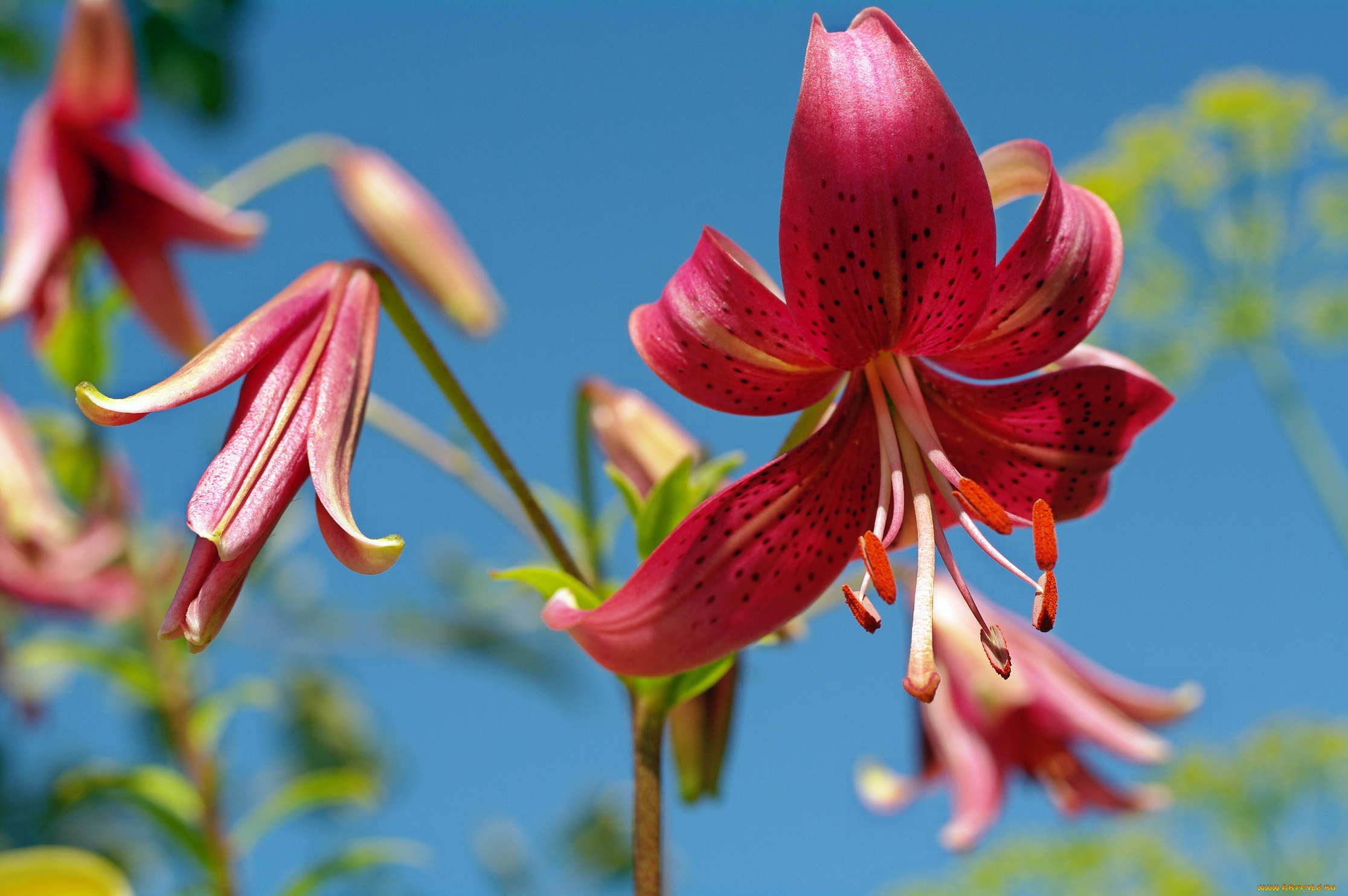 цветы, лилии, , лилейники, природа, пестики, небо, луковичные, лето, красота, красный, цвет, флора, июль, дача, тычинки, растения
