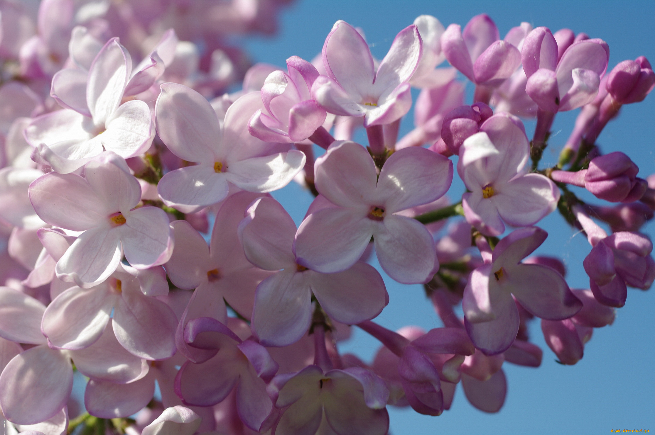 цветы, сирень, соцветия, сиреневый, цвет, декоративные, кустарники, ветка, красота, настроение, макро, май, радость, небо