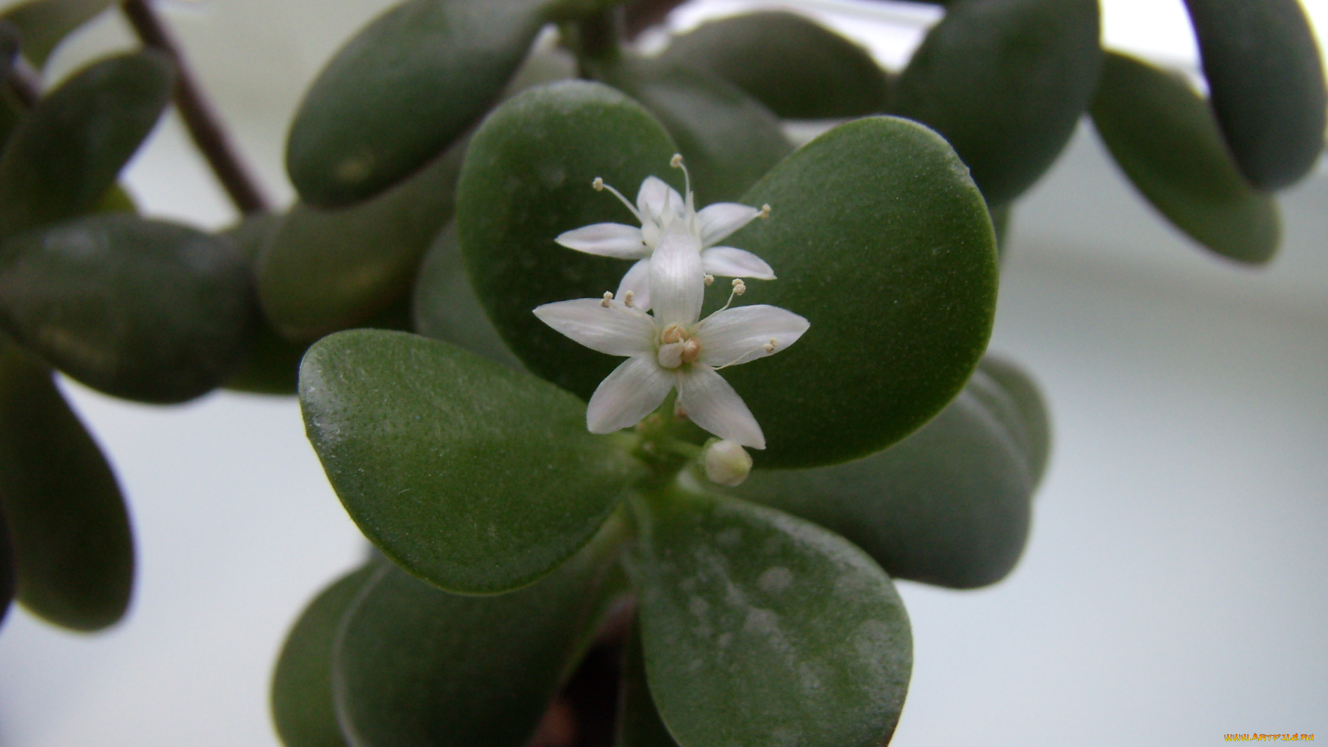 цветы, цветок, белый, листья