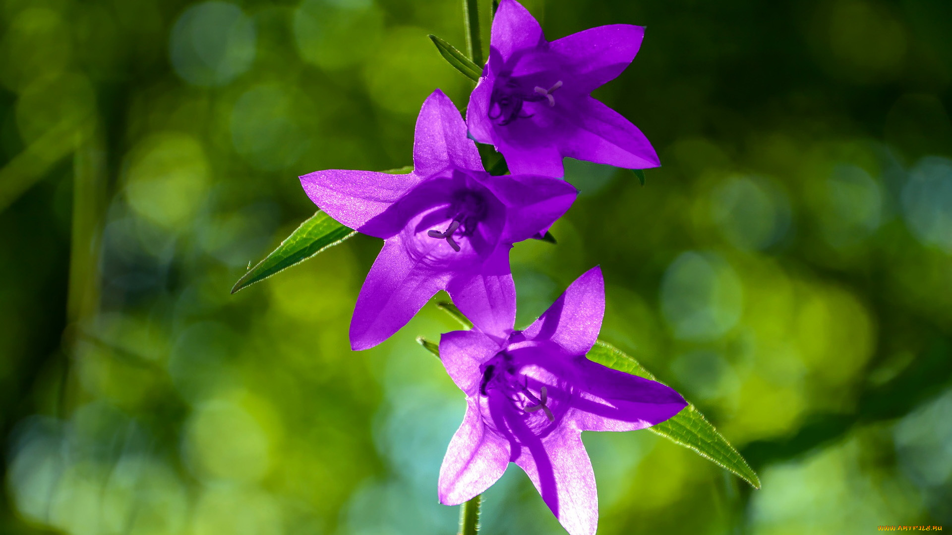 цветы, колокольчики, лиловый