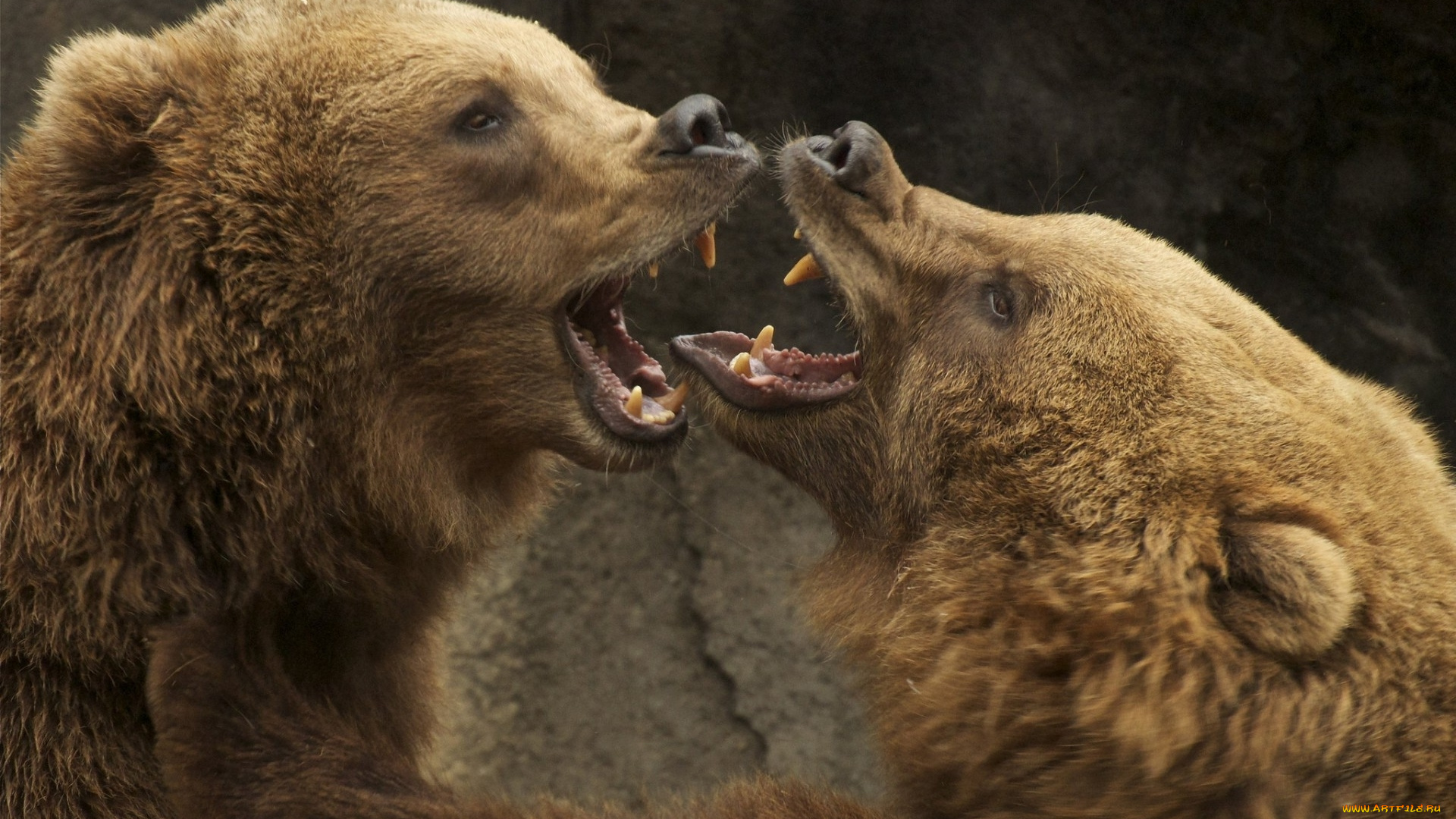 животные, медведи, два, борьба, бурый, гризли, кодьяк, животное, хищник, млекопитающее, хордовые