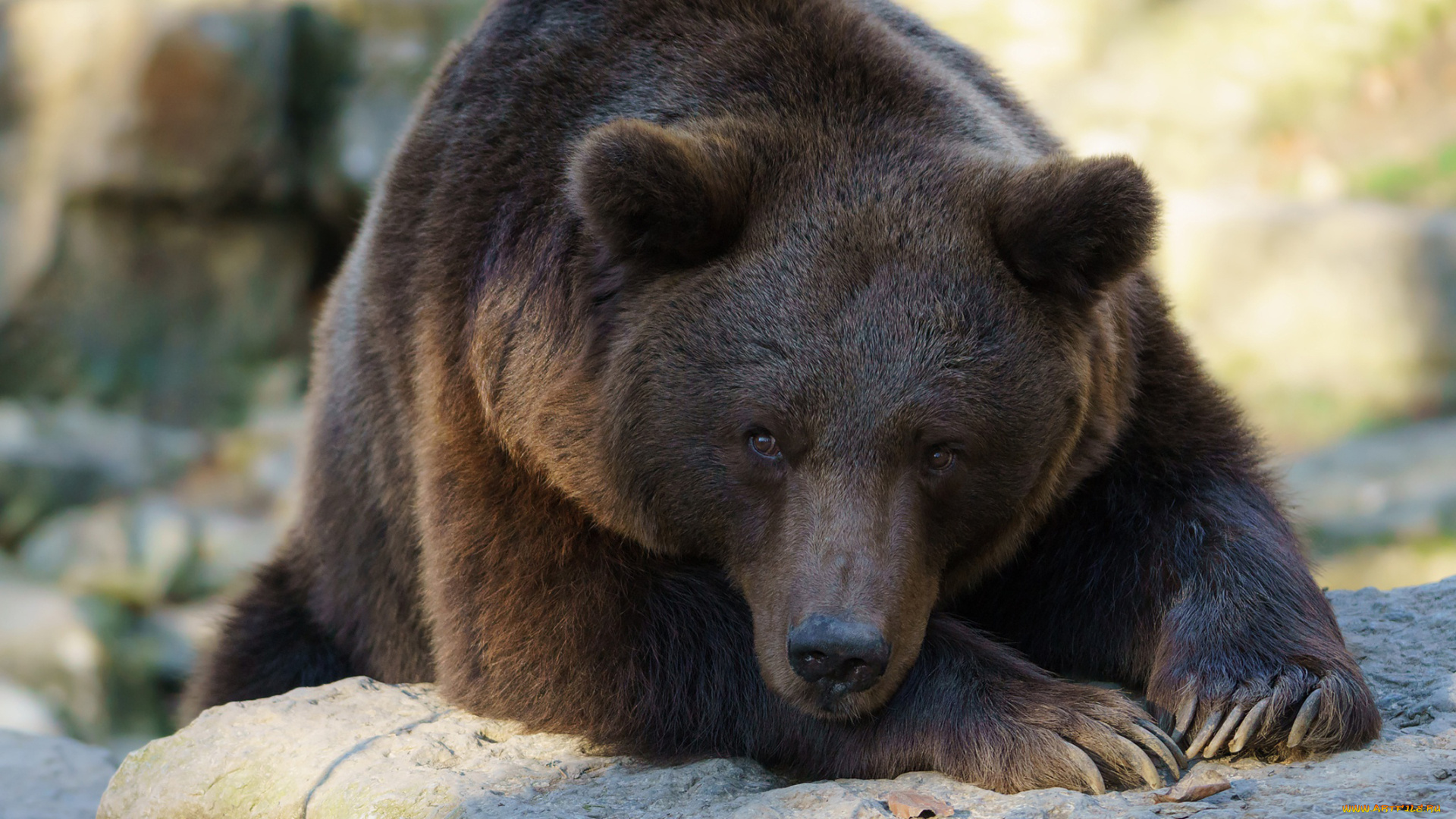 животные, медведи, медведь, бурый, гризли, кодьяк, животное, хищник, млекопитающее, хордовые