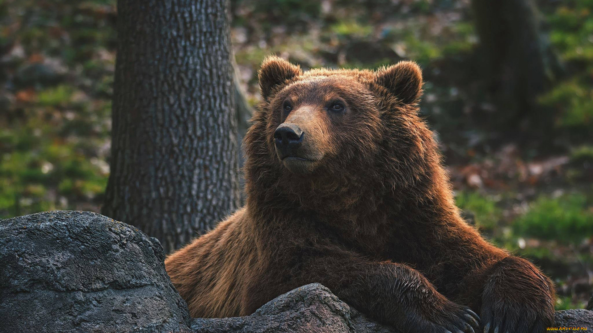 животные, медведи, медведь, бурый, гризли, кодьяк, животное, хищник, млекопитающее, хордовые
