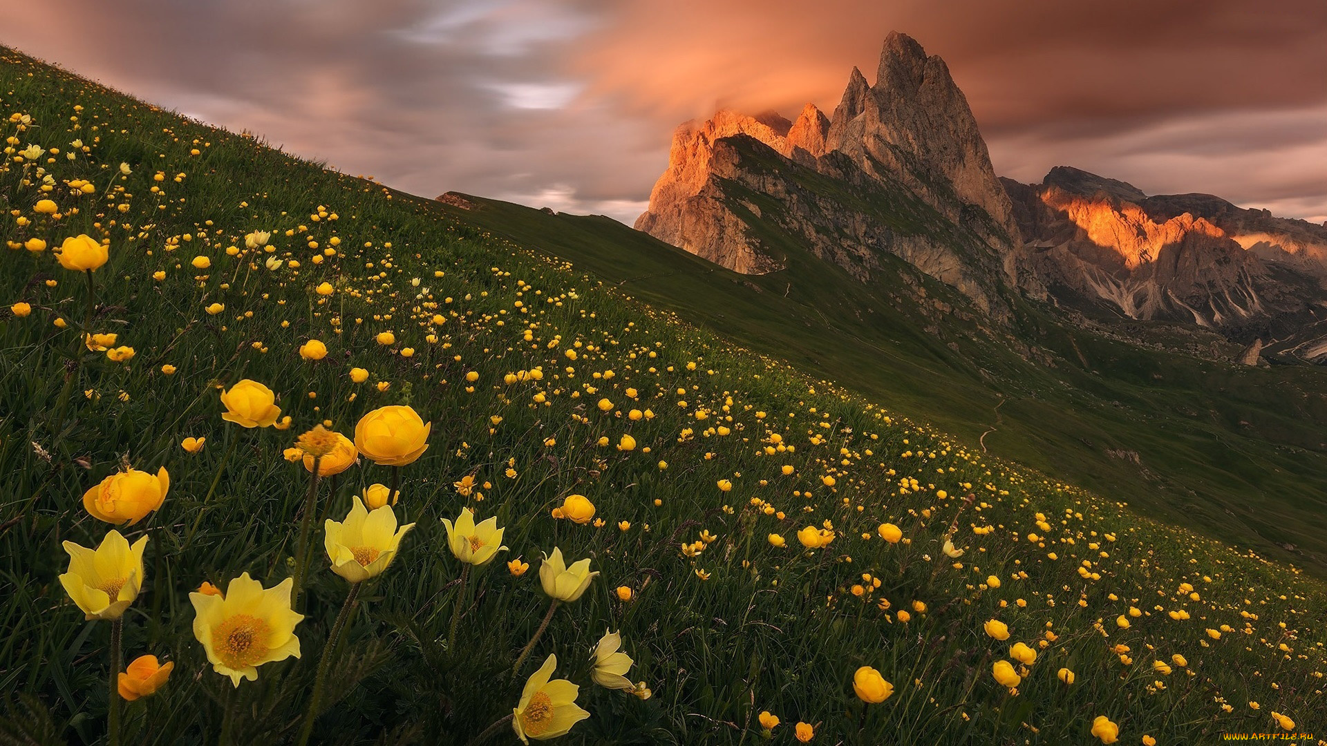 природа, луга, луг