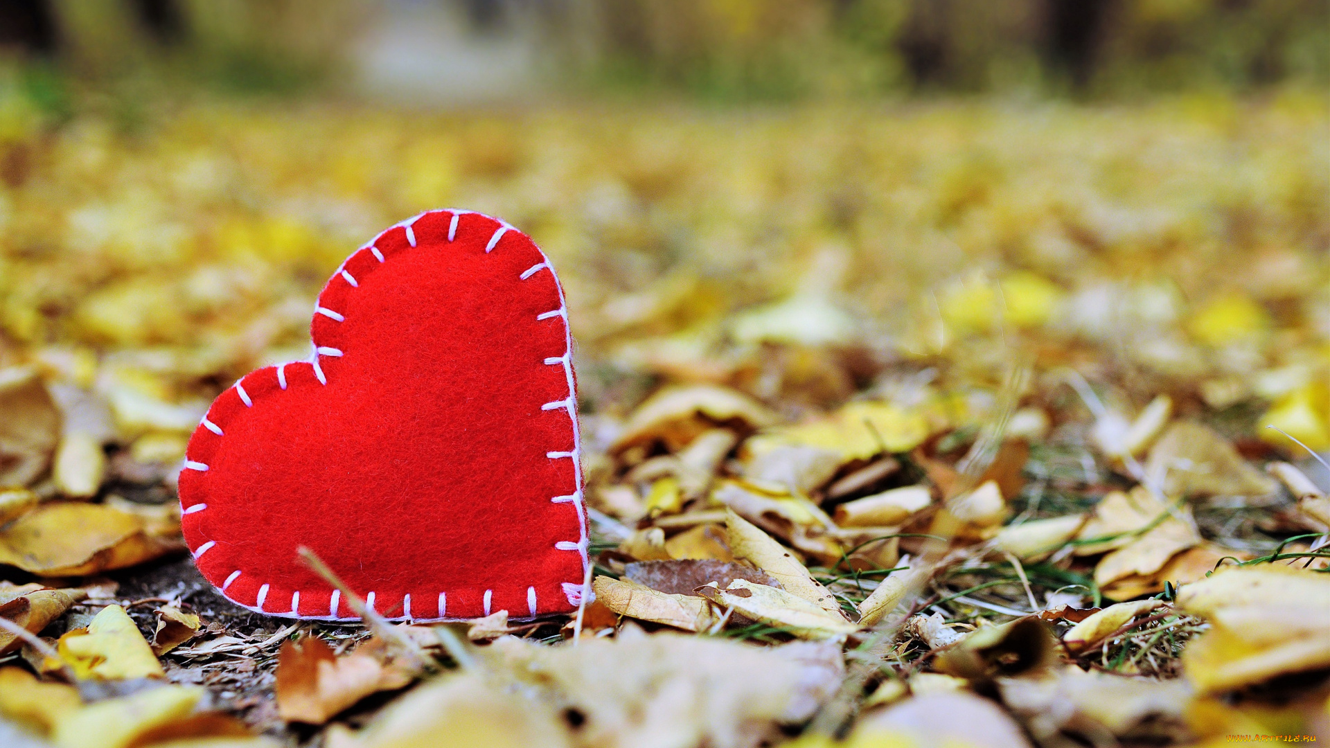 праздничные, день, святого, валентина, , сердечки, , любовь, сердечко, осень, листья