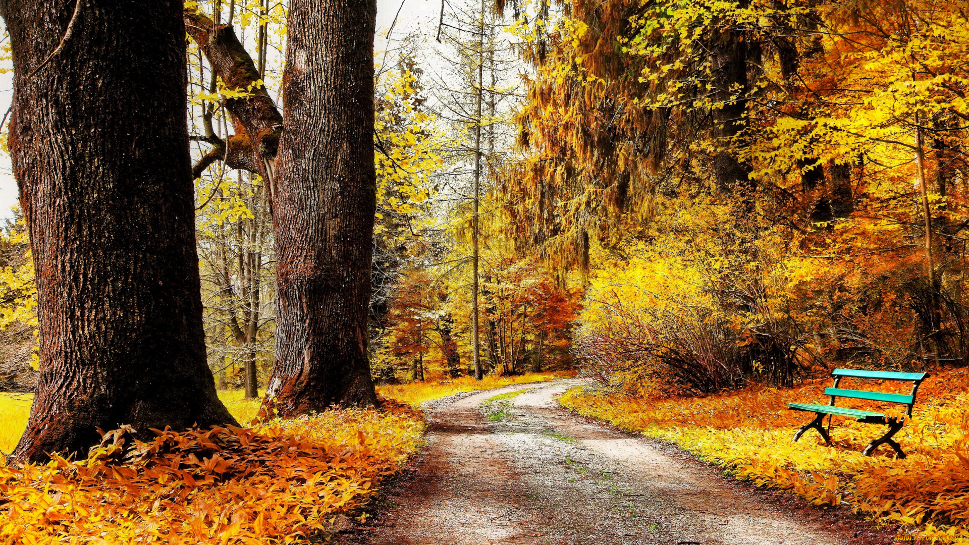 природа, дороги, лес, парк, деревья, осень, дорога, скамейка