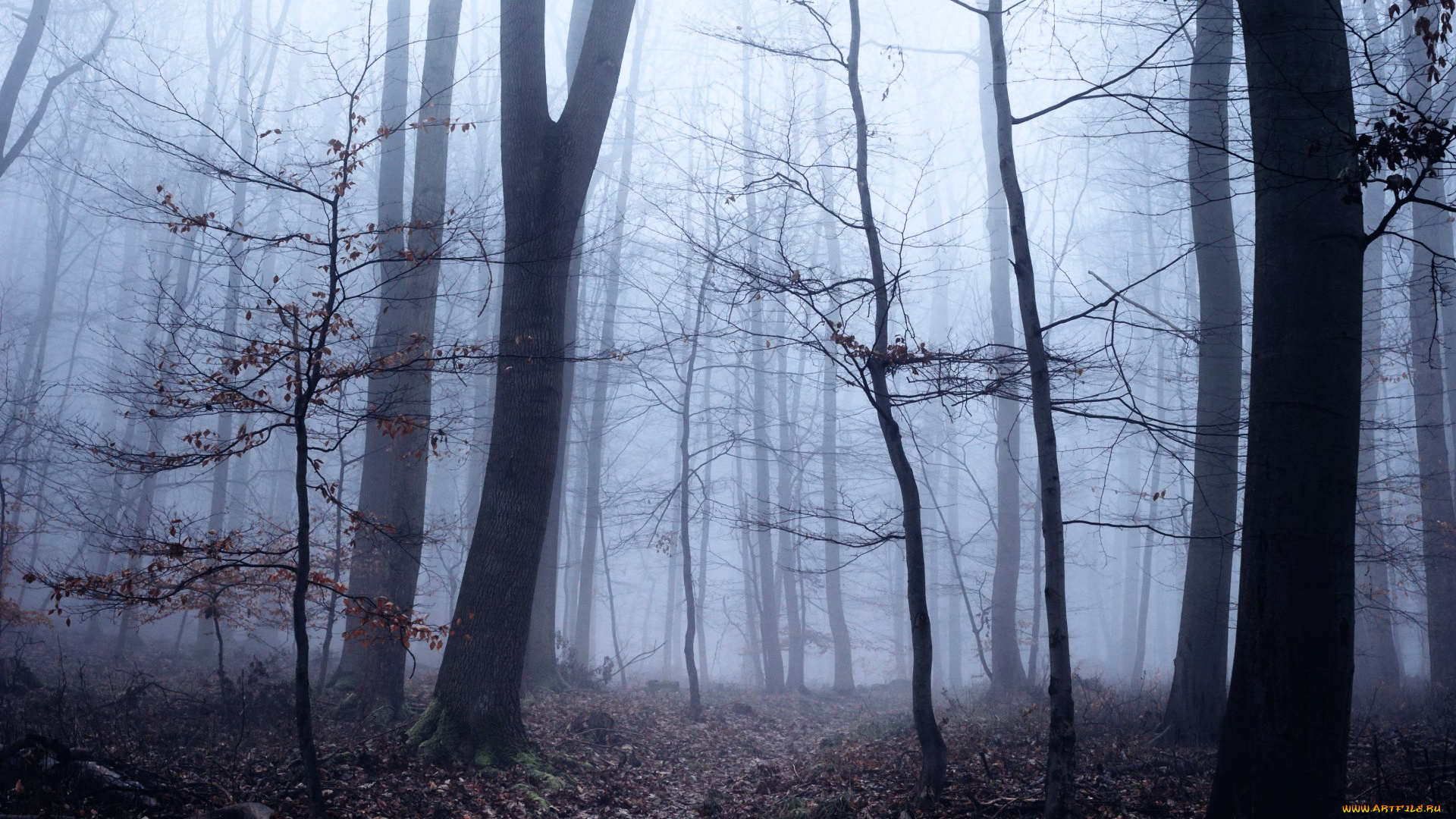 природа, лес, туман, осень