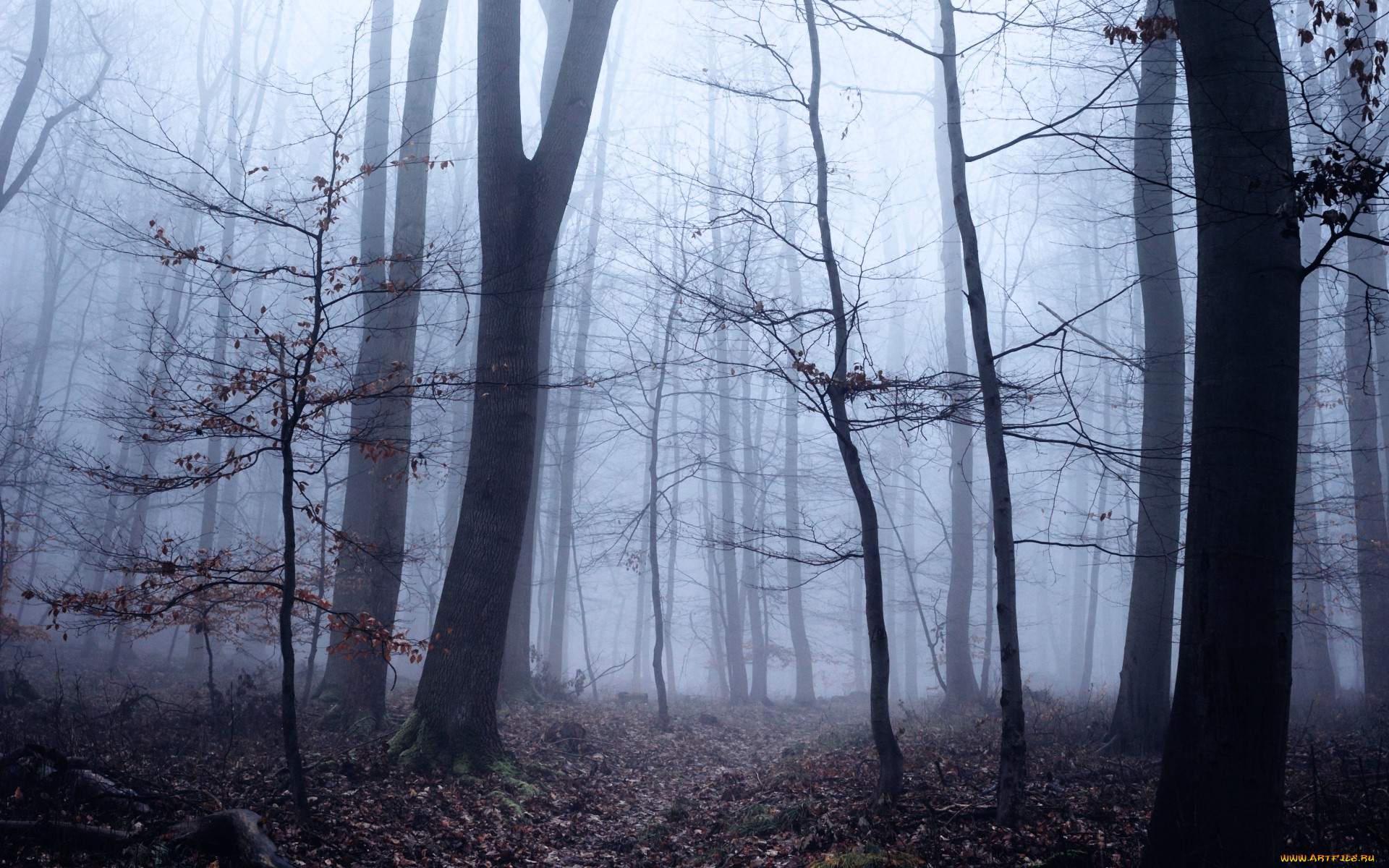 природа, лес, туман, осень