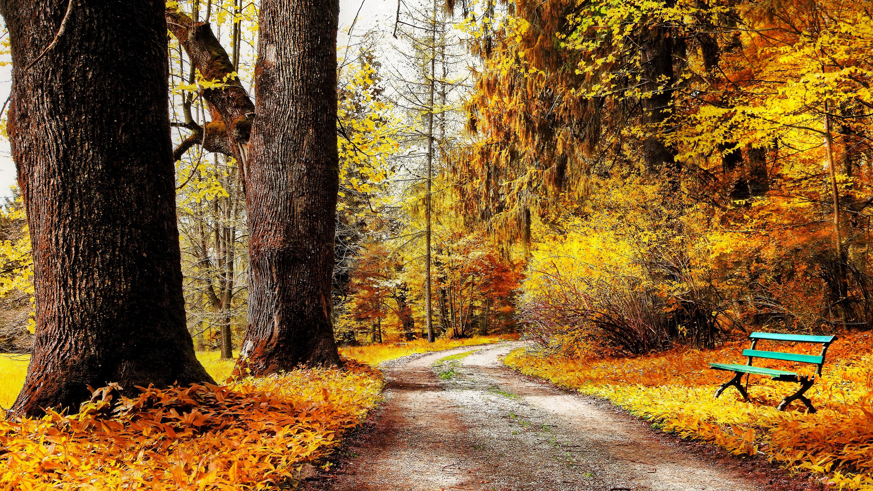природа, дороги, лес, парк, деревья, осень, дорога, скамейка