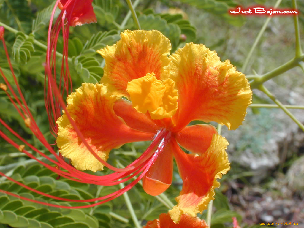 цветы, делоникс, королевский, огненное, дерево