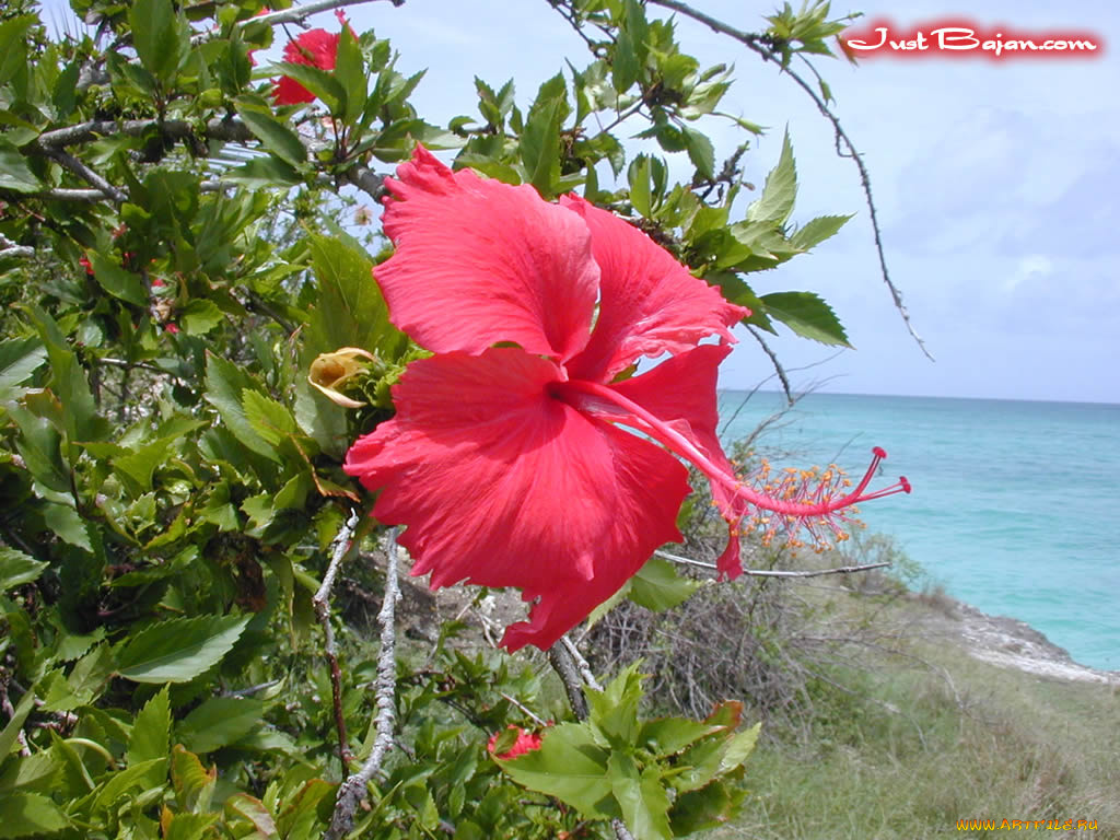 цветы, гибискусы