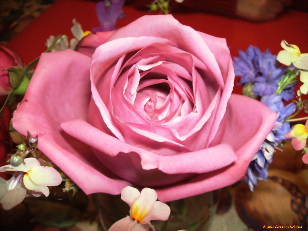 цветы, розы