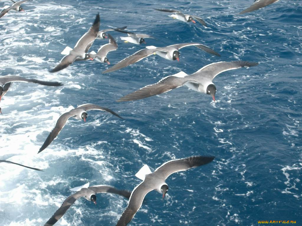 хургада, животные, Чайки, бакланы, крачки