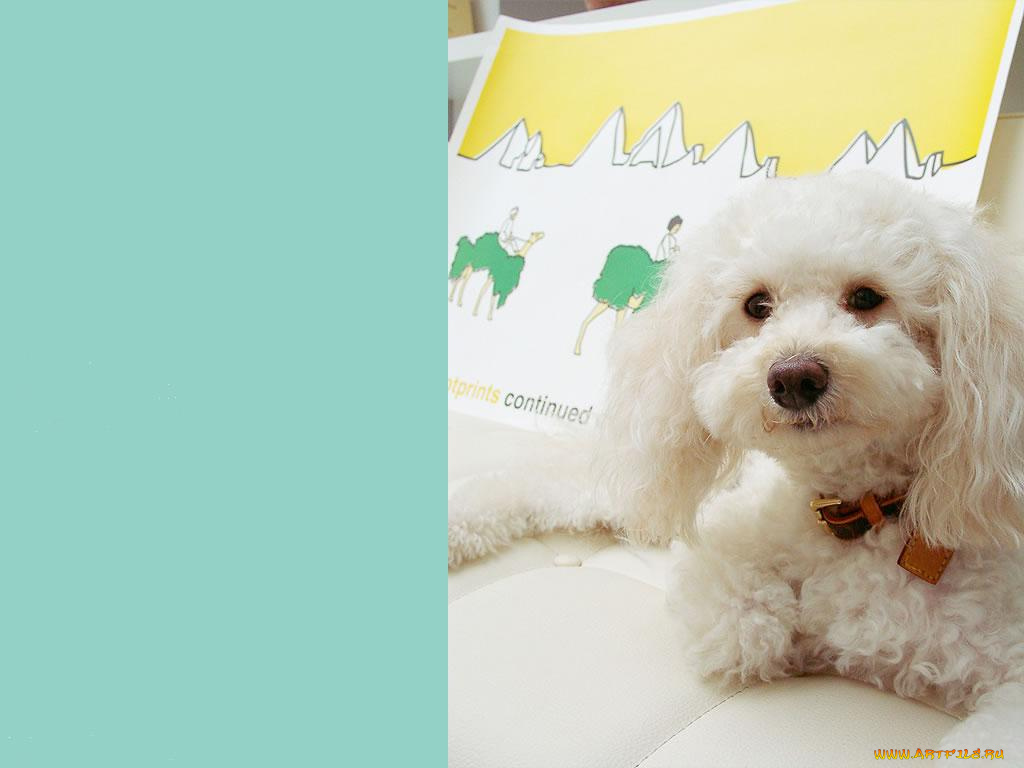 животные, собаки