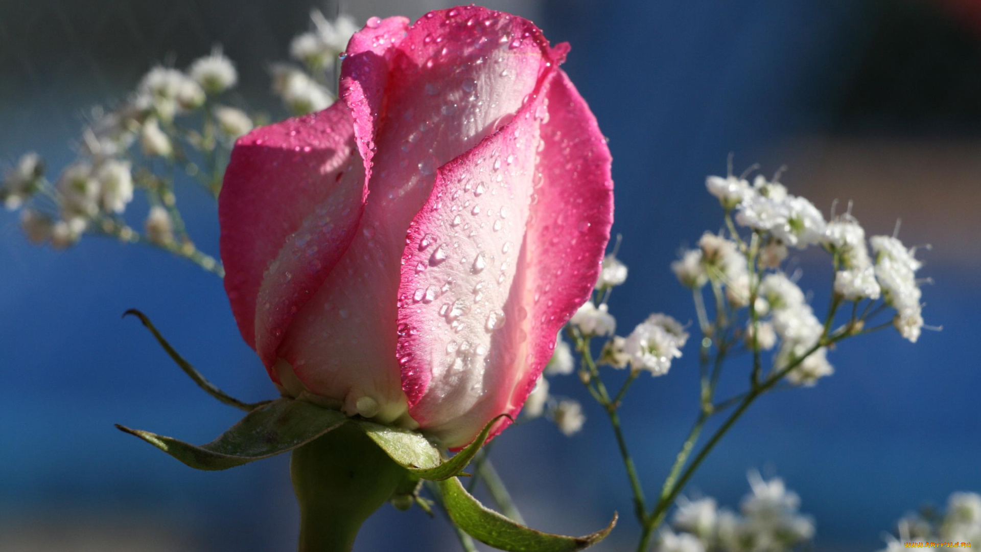 цветы, розы