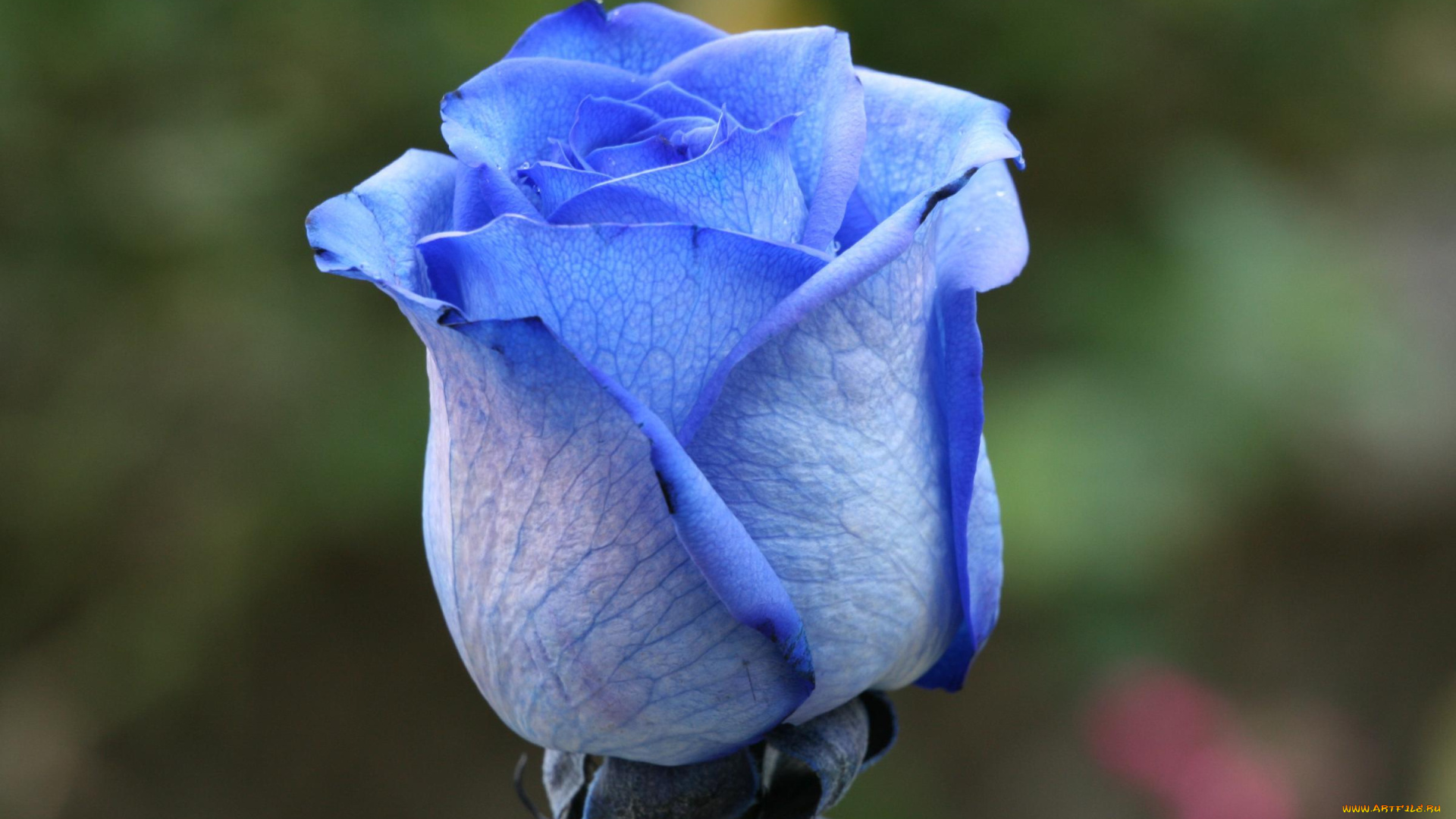 цветы, розы