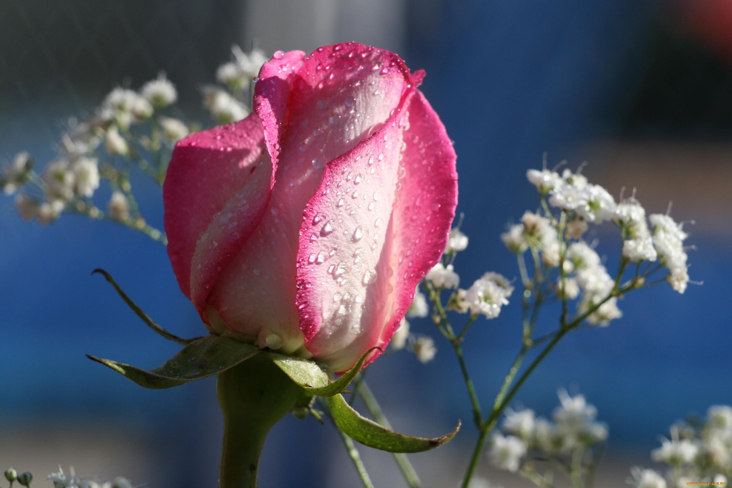 цветы, розы