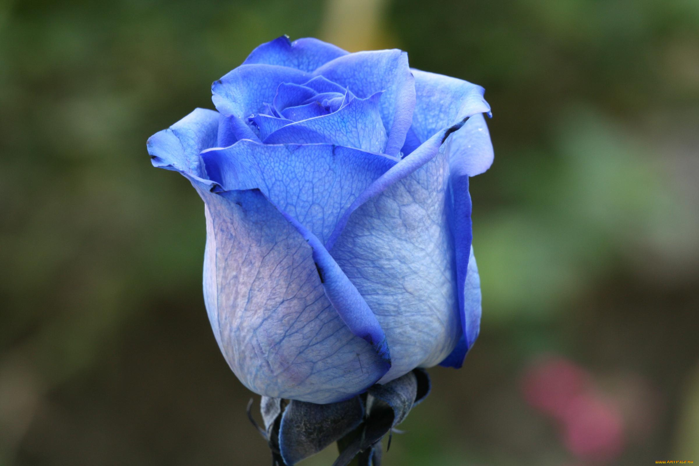 цветы, розы