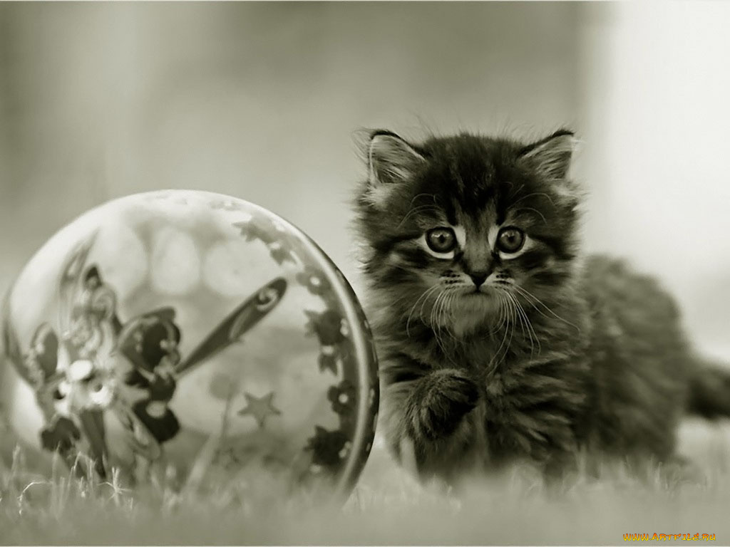 мурзя, мячик, авт, люблю, природу, животные, коты