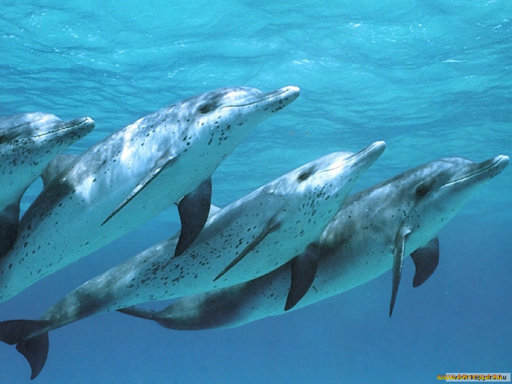 животные, дельфины