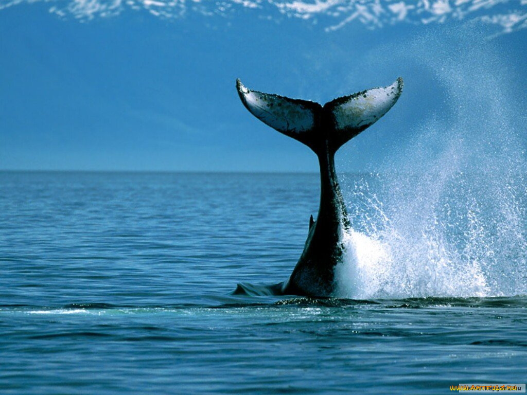 животные, киты, кашалоты