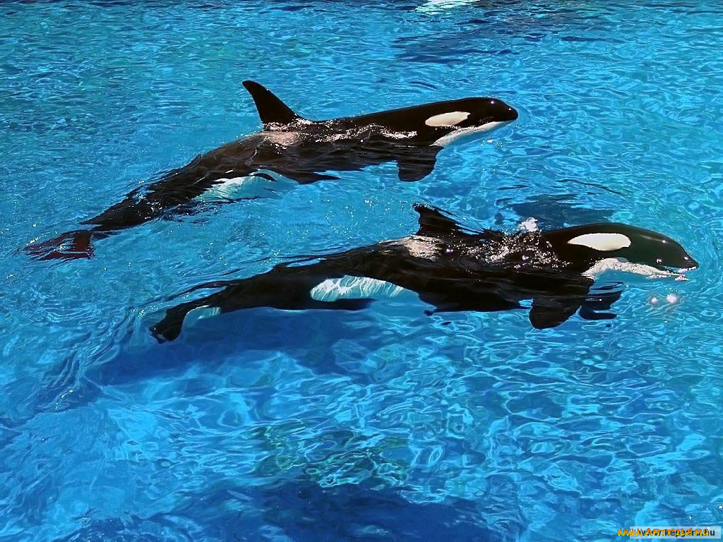 животные, косатки