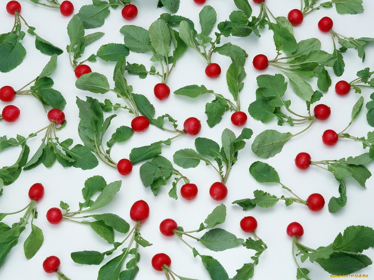 еда, редис, репа, редька