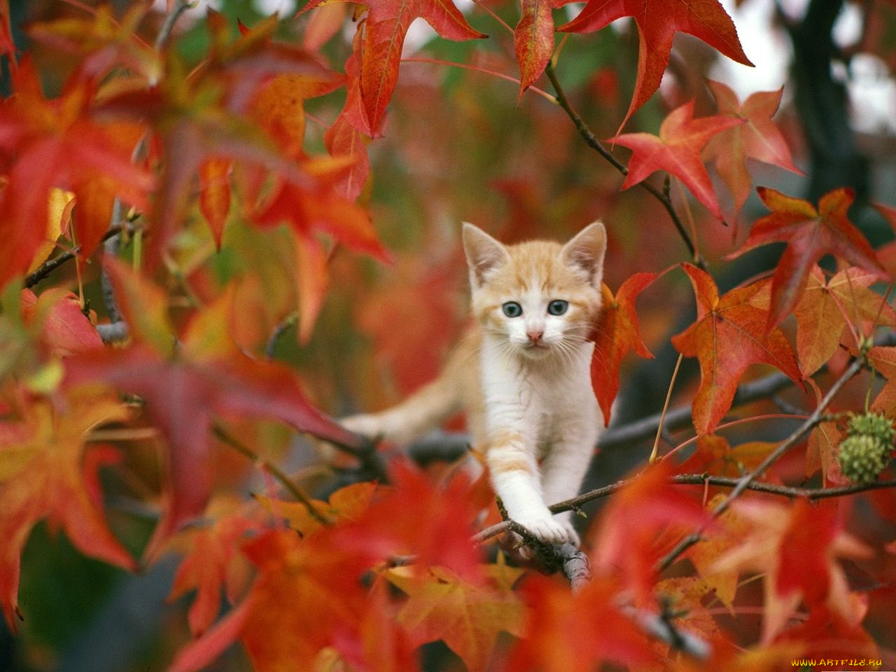 животные, коты