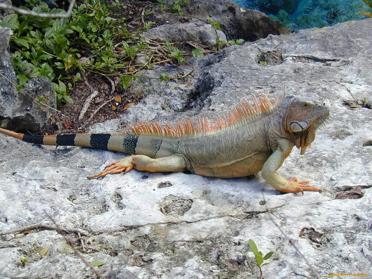 животные, Ящерицы, игуаны, вараны