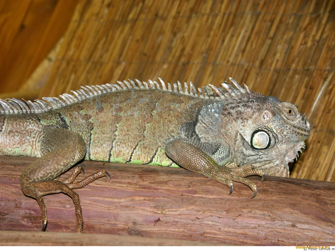 животные, Ящерицы, игуаны, вараны