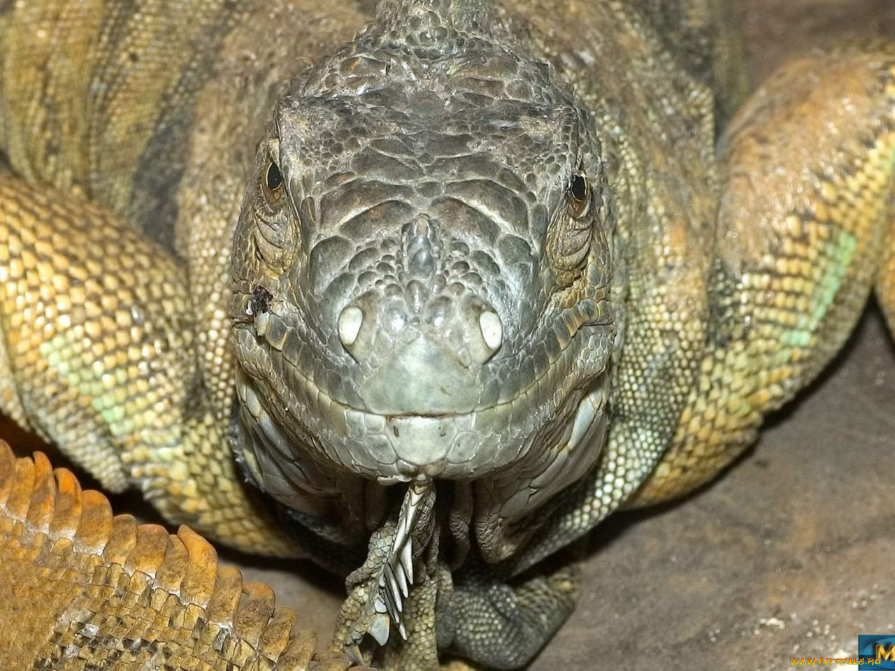 животные, Ящерицы, игуаны, вараны