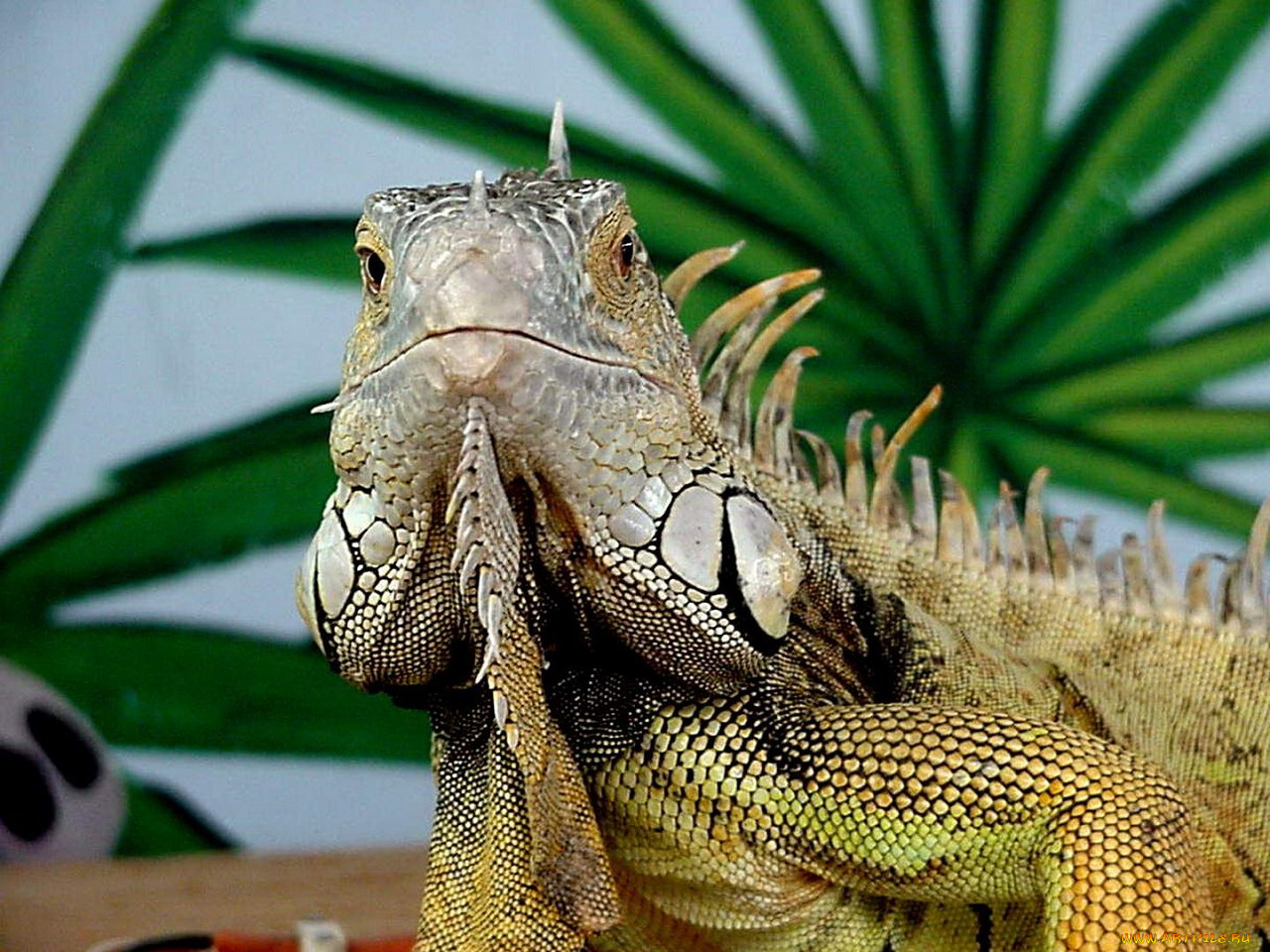 животные, Ящерицы, игуаны, вараны