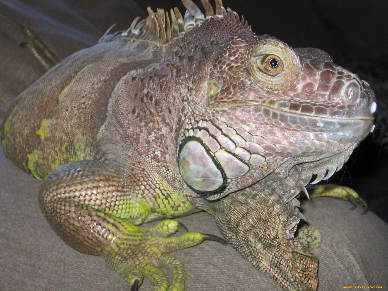 животные, Ящерицы, игуаны, вараны