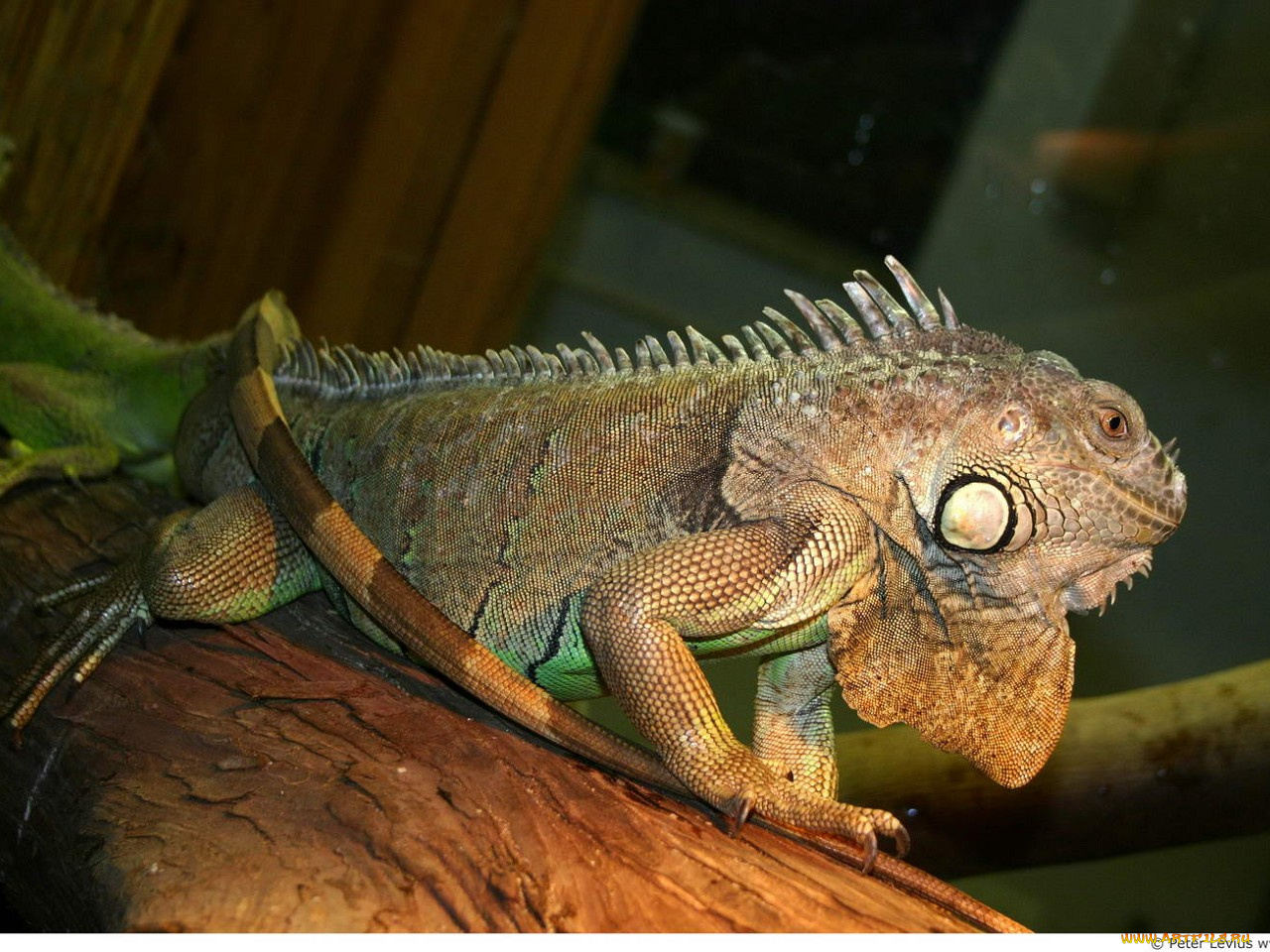 животные, Ящерицы, игуаны, вараны