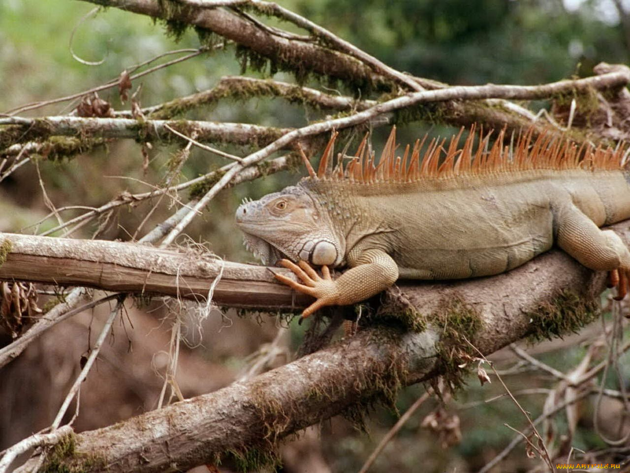 животные, Ящерицы, игуаны, вараны