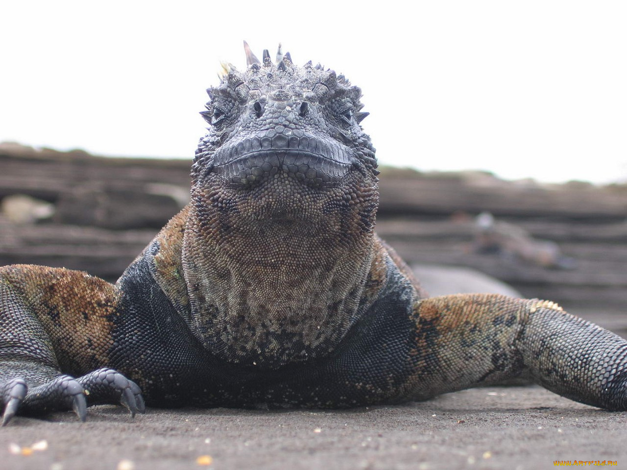 животные, Ящерицы, игуаны, вараны