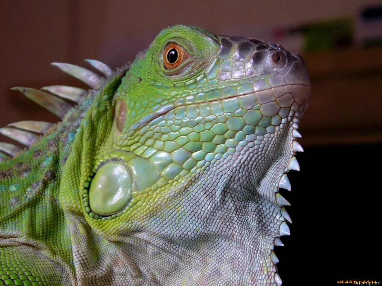 животные, Ящерицы, игуаны, вараны