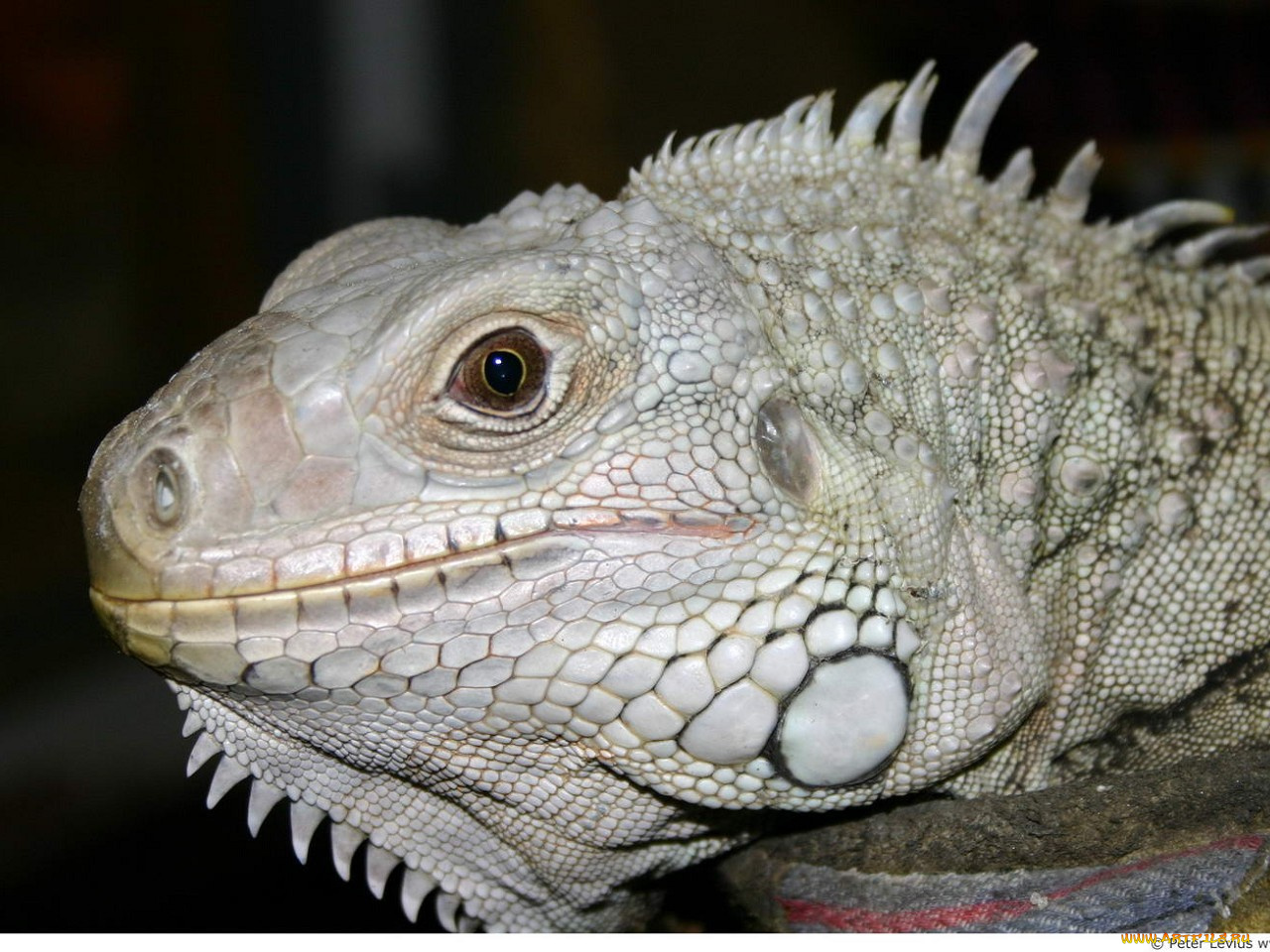 животные, Ящерицы, игуаны, вараны