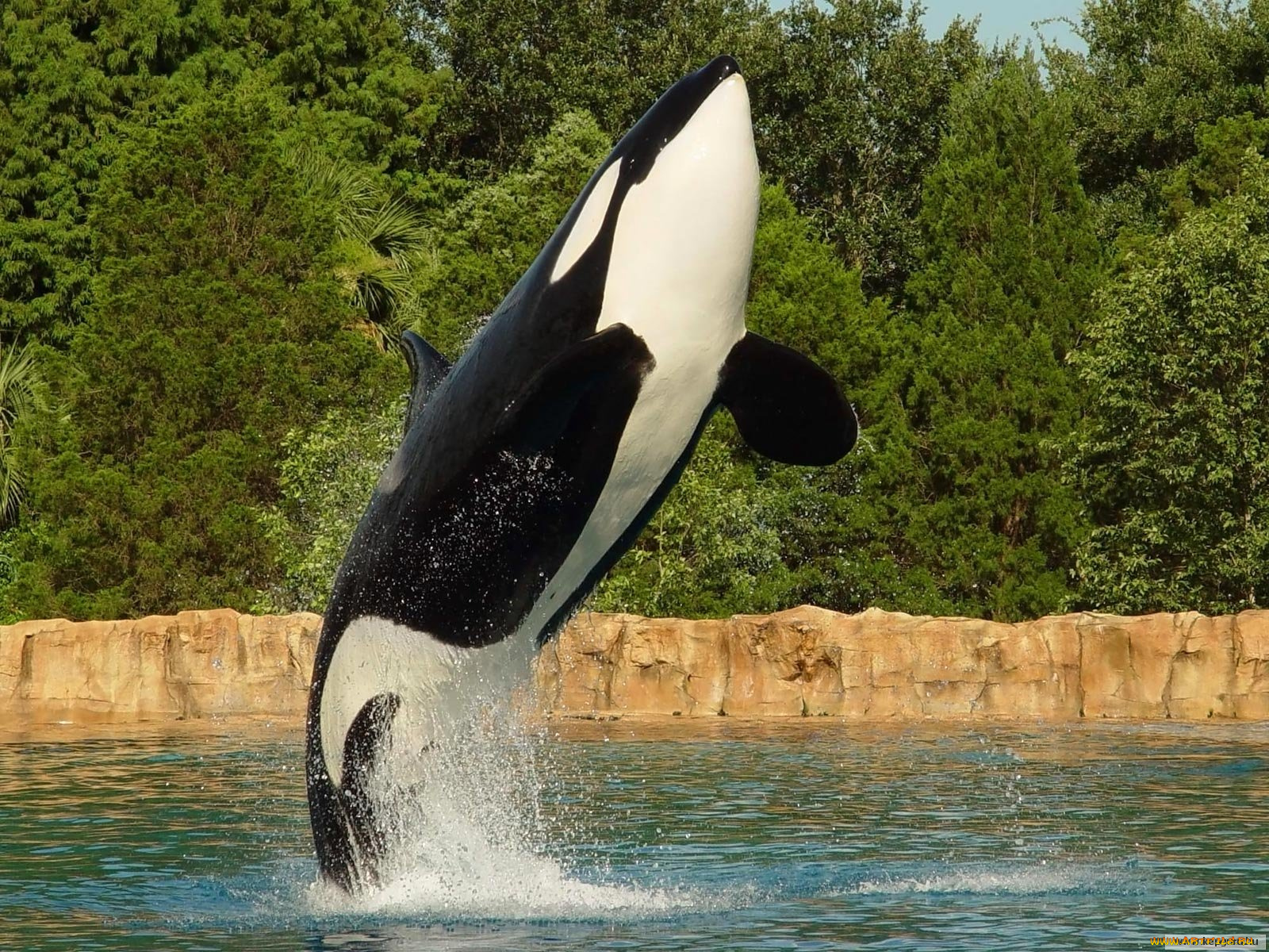 животные, косатки