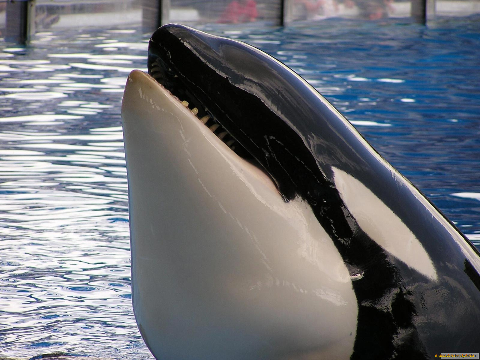 животные, косатки