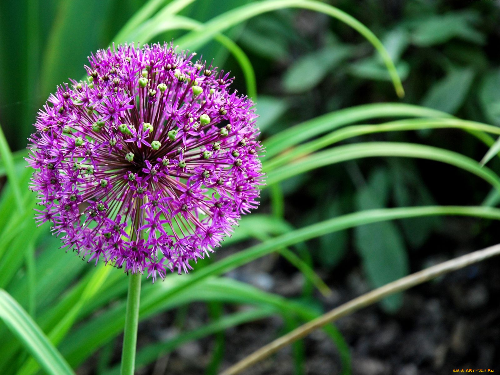 цветы, аллиум, декоративный, лук