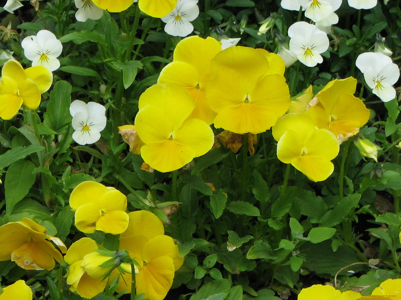 цветы, анютины, глазки, садовые, фиалки