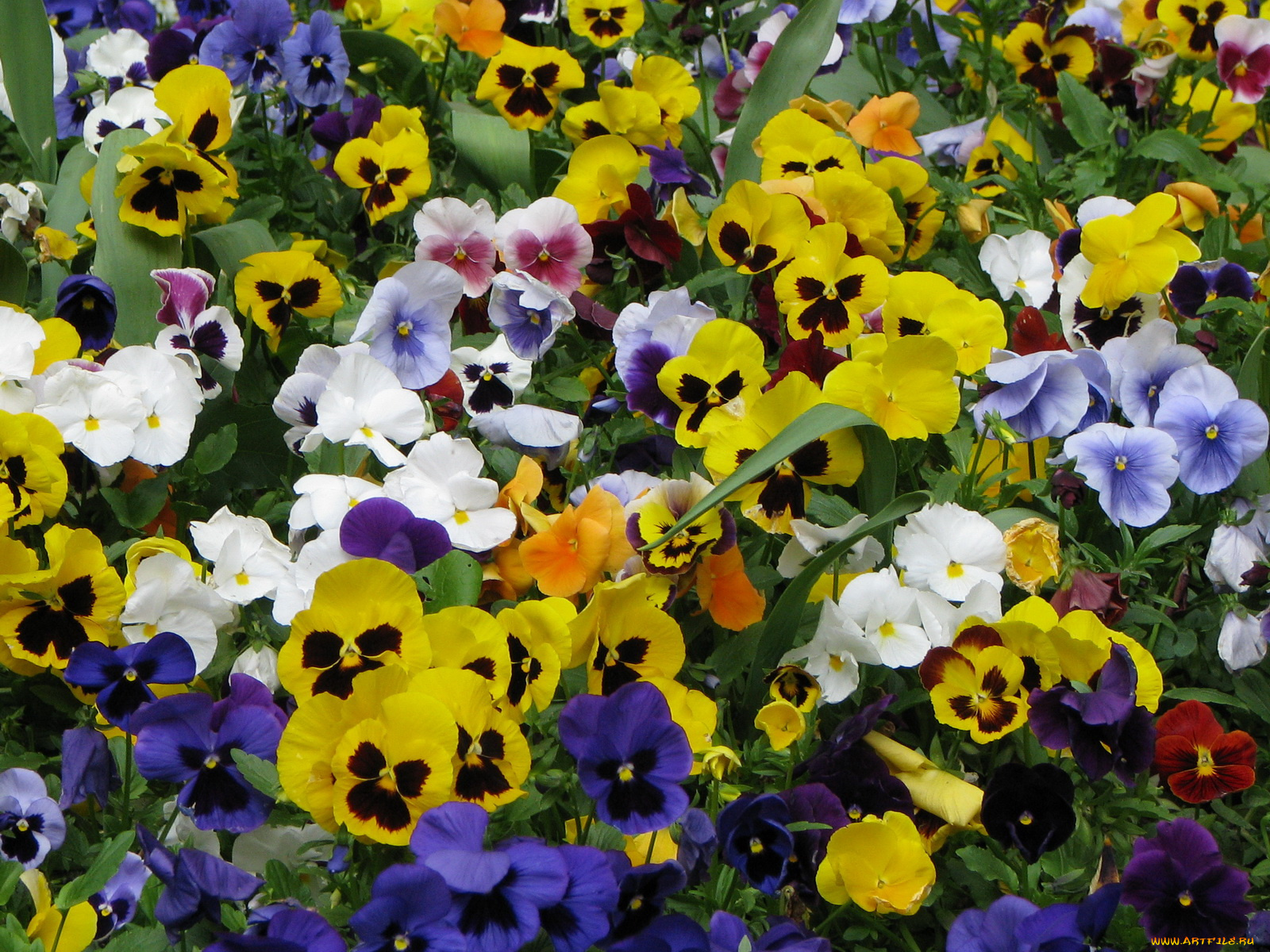 цветы, анютины, глазки, садовые, фиалки