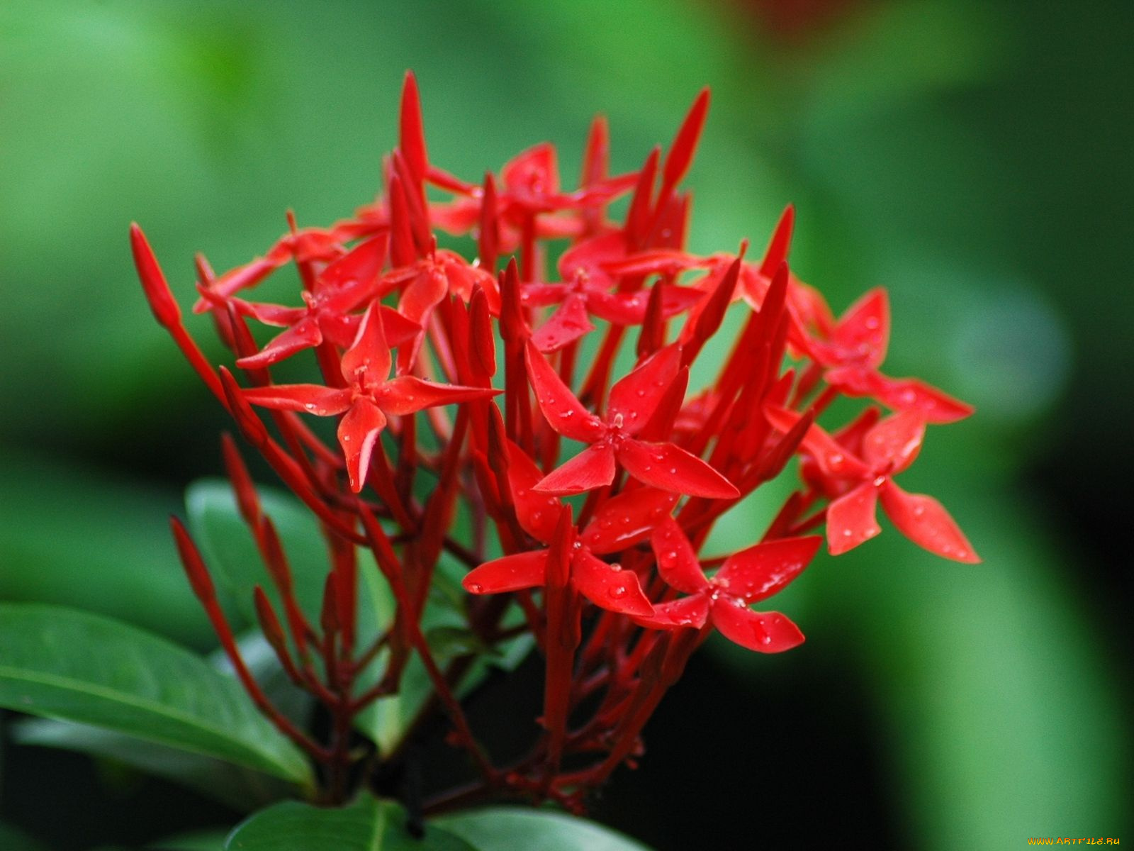 цветы, клеродендрумы